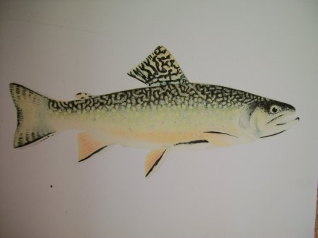 Eastern Brook Trout Pepperell Fly Fishing on the Nissitissit River