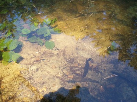 Fly Fishing the Pristine Nissitissit River Pepperell, MA