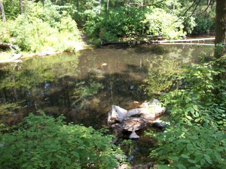 Fly Fishing the Nissitissit River - Scenic, Quiet, Relaxing !!